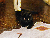 Scout as a kitten