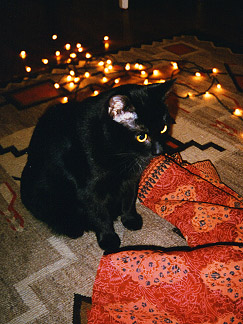Scout as a round beast