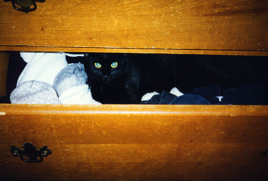 Scout in a drawer